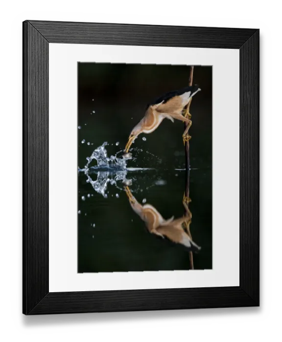 Framed Print : Little bittern (Ixobrychus minutus) hunting from reed, Lake Csaj, Kiskunsagi National Park Framed Print : Little bittern (Ixobrychus minutus) hunting from reed, Lake Csaj, Kiskunsagi National Park