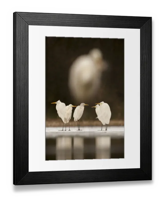Framed Print : Great egret (Ardea alba) group of five at waters edge, with very out of focus Framed Print : Great egret (Ardea alba) group of five at waters edge, with very out of focus