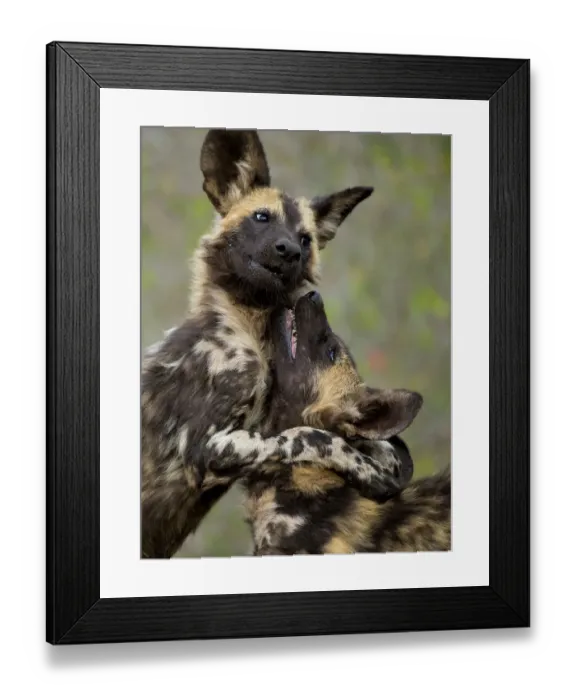Framed Print : African wild dogs (Lycaon pictus) play fighting, Mkuze, South Africa Framed Print : African wild dogs (Lycaon pictus) play fighting, Mkuze, South Africa