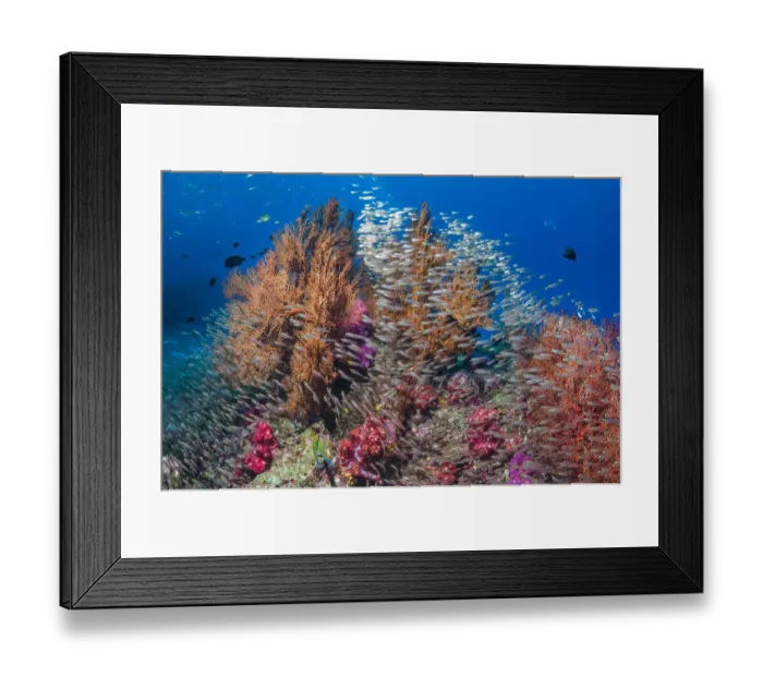 Framed Print : Gorgonian sea fans (Melithaea sp. ) with a large school of Pygmy sweepers (Parapriacanthus Framed Print : Gorgonian sea fans (Melithaea sp. ) with a large school of Pygmy sweepers (Parapriacanthus