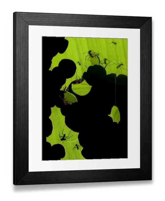Framed Print : Leafcutter ants (Atta sp) colony harvesting pieces of a banana leaf, Costa Rica Framed Print : Leafcutter ants (Atta sp) colony harvesting pieces of a banana leaf, Costa Rica
