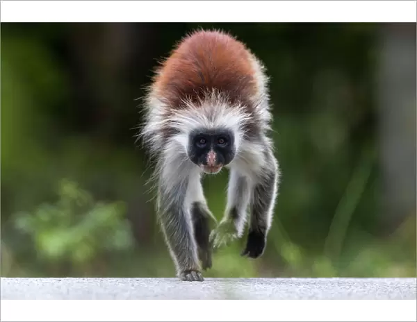 Zanzibar red colobus monkey (Procolobus kirkii) crossing the main road through the Reserve