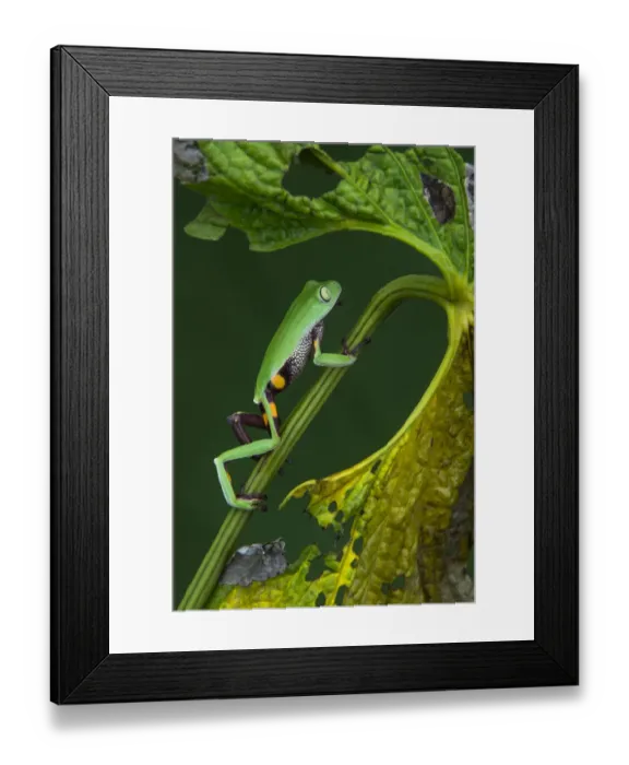 Framed Print : Agua Rica leaf frog (Phyllomedusa ecuatoriana) captive, endemic to Agua Rica, Ecuador Framed Print : Agua Rica leaf frog (Phyllomedusa ecuatoriana) captive, endemic to Agua Rica, Ecuador