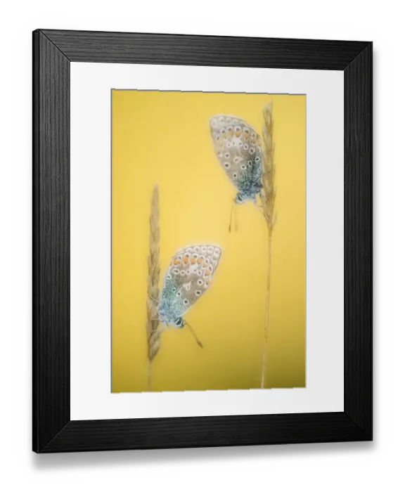 Framed Print : Common blue butterflies (Polyommatus icarus) soft focus resting on grass, Vealand Framed Print : Common blue butterflies (Polyommatus icarus) soft focus resting on grass, Vealand