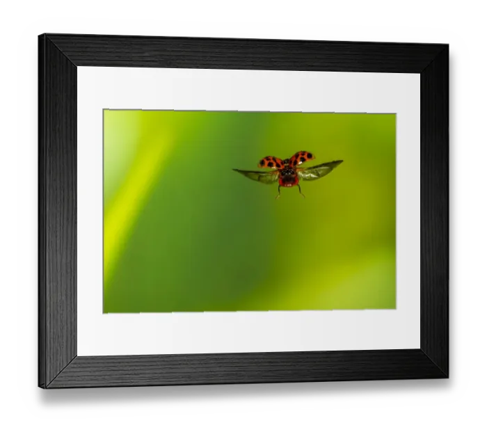Framed Print : Harlequin ladybird (Harmonia axyridis) flying, Tuscaloosa County, Alabama, USA Controlled Framed Print : Harlequin ladybird (Harmonia axyridis) flying, Tuscaloosa County, Alabama, USA Controlled