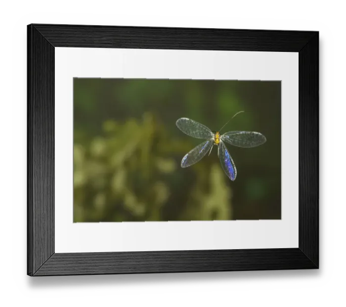 Framed Print : Green lacewing (Abachrysa eureka) in flight, , Tuscaloosa County, Alabama, USA Controlled conditions Framed Print : Green lacewing (Abachrysa eureka) in flight, , Tuscaloosa County, Alabama, USA Controlled conditions