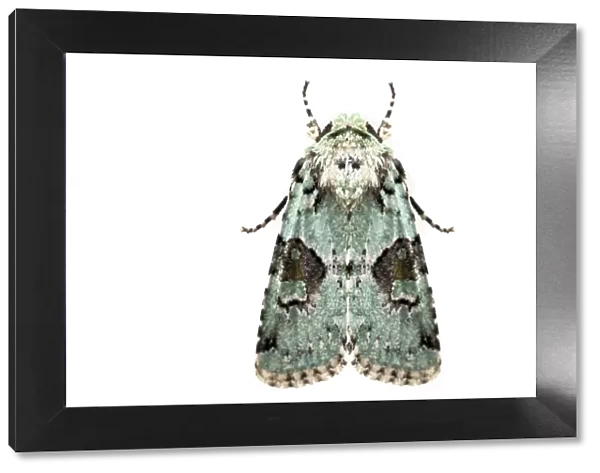 Implicit arches moth (Lacinipolia implicata) on white background, Tuscaloosa County