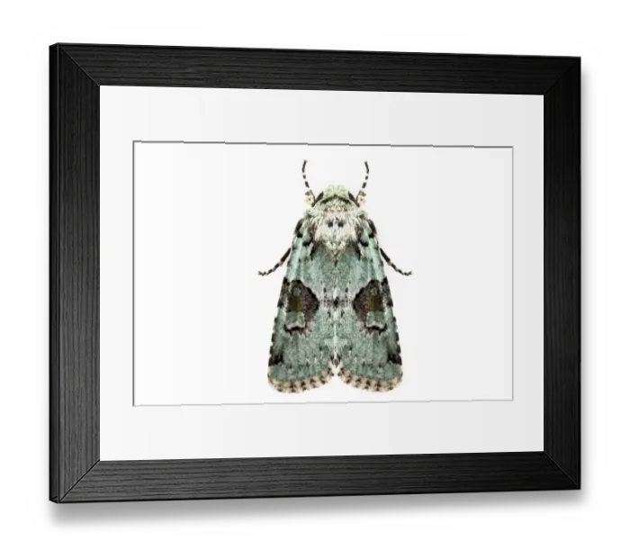Framed Print : Implicit arches moth (Lacinipolia implicata) on white background, Tuscaloosa County Framed Print : Implicit arches moth (Lacinipolia implicata) on white background, Tuscaloosa County
