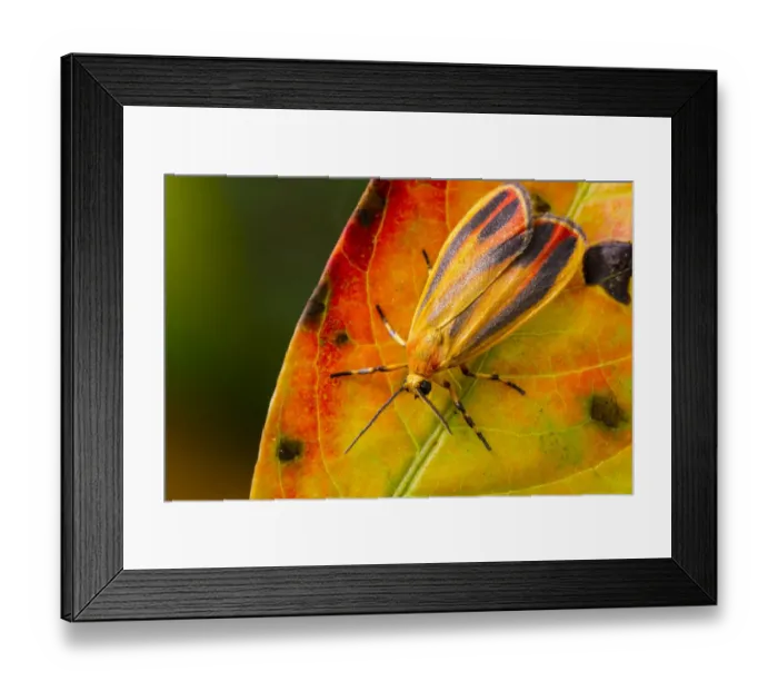 Framed Print : Painted lichen moth (Hypoprepia fucosa) on autumn leaf, Tuscaloosa County, Alabama Framed Print : Painted lichen moth (Hypoprepia fucosa) on autumn leaf, Tuscaloosa County, Alabama