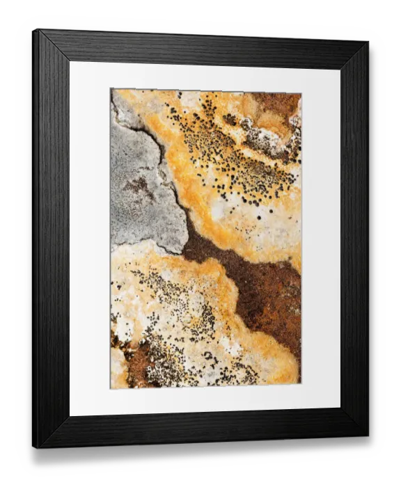 Framed Print : Lichens on rock, Torridon, Scotland, UK, November Framed Print : Lichens on rock, Torridon, Scotland, UK, November