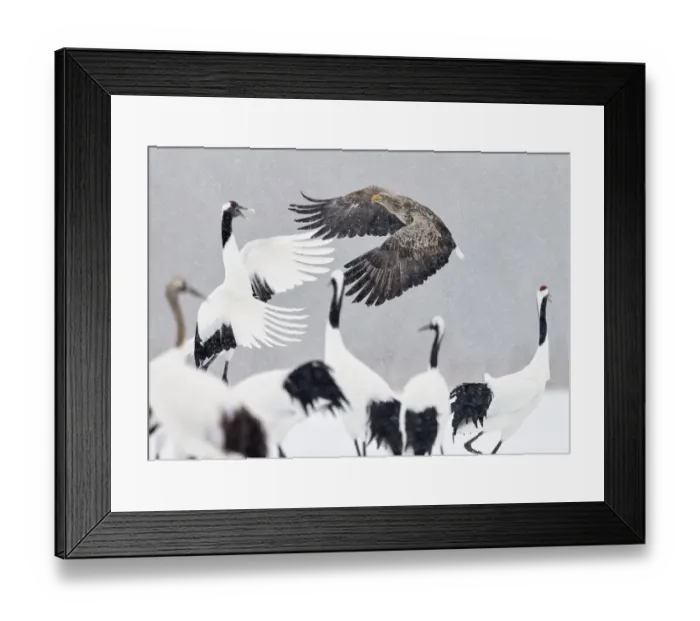 Framed Print : White tailed eagle (Haliaeetus albicilla) and Red-crowned cranes (Grus japonicus) Framed Print : White tailed eagle (Haliaeetus albicilla) and Red-crowned cranes (Grus japonicus)