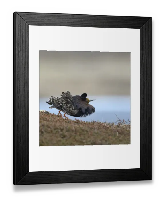 Framed Print : Ruff (Philomachus pugnax) male displaying, Varanger, Norway, May 2016 Framed Print : Ruff (Philomachus pugnax) male displaying, Varanger, Norway, May 2016