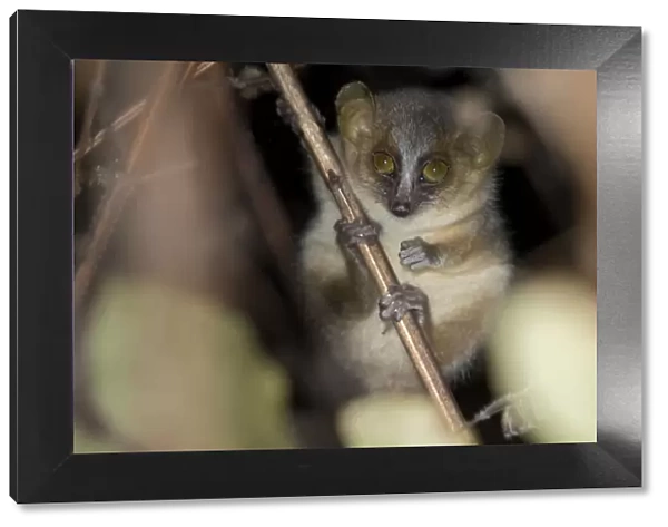 Golden-brown mouse lemur (Microcebus ravelobensis), Ankarafantsika National Park