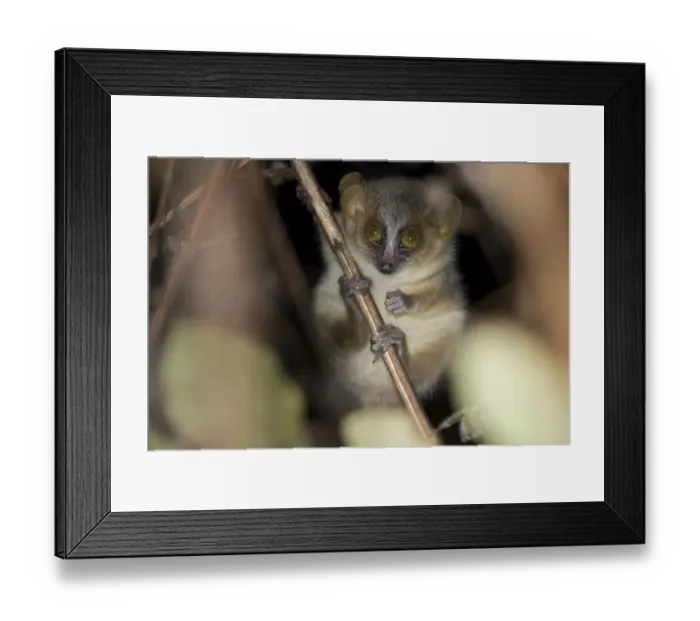 Framed Print : Golden-brown mouse lemur (Microcebus ravelobensis), Ankarafantsika National Park
