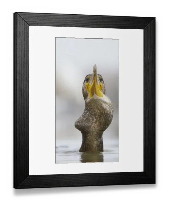 Framed Print : Cormorant (Phalacrocorax carbo) swallowing perch prey, Hungary, January Framed Print : Cormorant (Phalacrocorax carbo) swallowing perch prey, Hungary, January