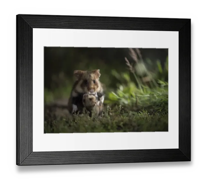 Framed Print : European hamster (Cricetus cricetus), mother carrying baby in grass, captive Framed Print : European hamster (Cricetus cricetus), mother carrying baby in grass, captive