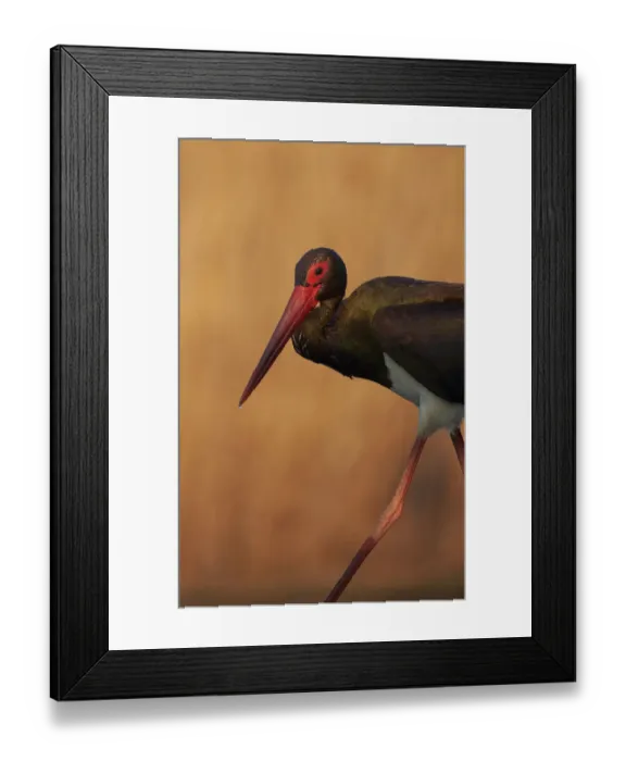 Framed Print : Black stork (Ciconia nigra) Hungary May Framed Print : Black stork (Ciconia nigra) Hungary May