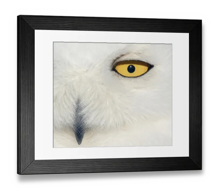 Framed Print : Snowy owl (Bubo scandiaca) female face close up, Canada February Framed Print : Snowy owl (Bubo scandiaca) female face close up, Canada February
