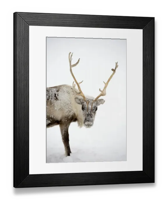 Framed Print : Ice covered Reindeer (Rangifer tarandus) during storm. Yar-Sale district, Yamal, Northwest Siberia Framed Print : Ice covered Reindeer (Rangifer tarandus) during storm. Yar-Sale district, Yamal, Northwest Siberia