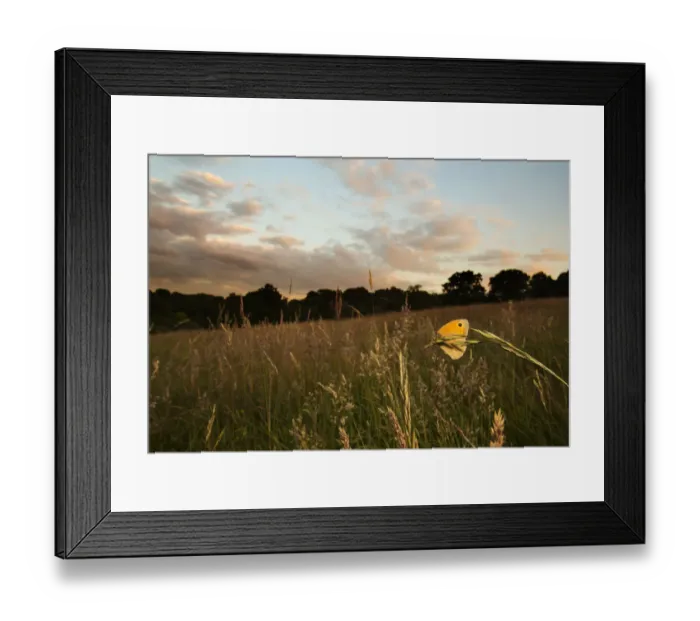 Framed Print : Meadow brown (Maniola jurtina) resting on grass in Cohens Field, Hampstead Heath