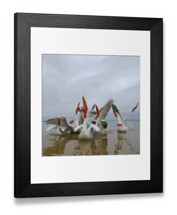 Framed Print : Dalmatian pelicans (Pelecanus crispus) squabbling over fish, Lake Kerkini, Greece, February Framed Print : Dalmatian pelicans (Pelecanus crispus) squabbling over fish, Lake Kerkini, Greece, February