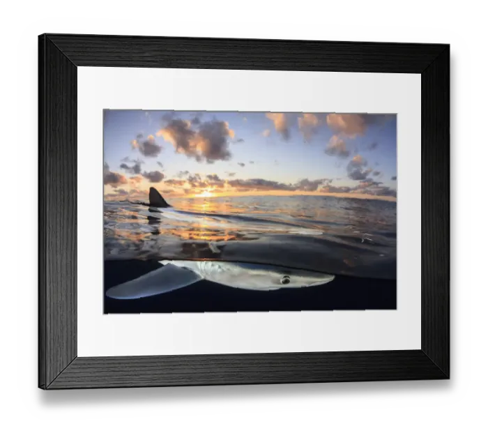 Framed Print : Split level view of Blue shark (Prionace glauca) at surface at sunset, Azores Islands Framed Print : Split level view of Blue shark (Prionace glauca) at surface at sunset, Azores Islands
