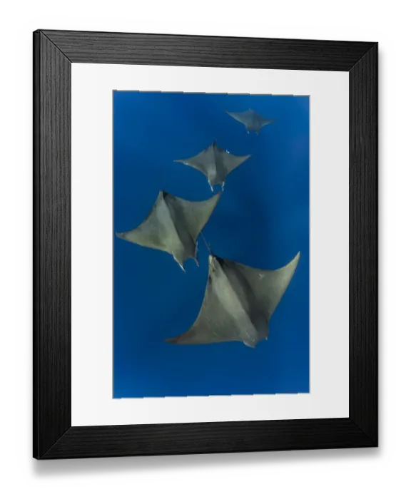 Framed Print : Chilean devil rays / Mobulas (Mobula tarapacana) offshore Santa Maria, Azores, Portugal Framed Print : Chilean devil rays / Mobulas (Mobula tarapacana) offshore Santa Maria, Azores, Portugal
