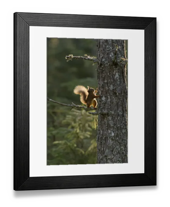Framed Print : Red squirrel (Sciurus vulgaris) half way up Scots pine (Pinus sylvestris) Black Isle, Scotland, UK Framed Print : Red squirrel (Sciurus vulgaris) half way up Scots pine (Pinus sylvestris) Black Isle, Scotland, UK