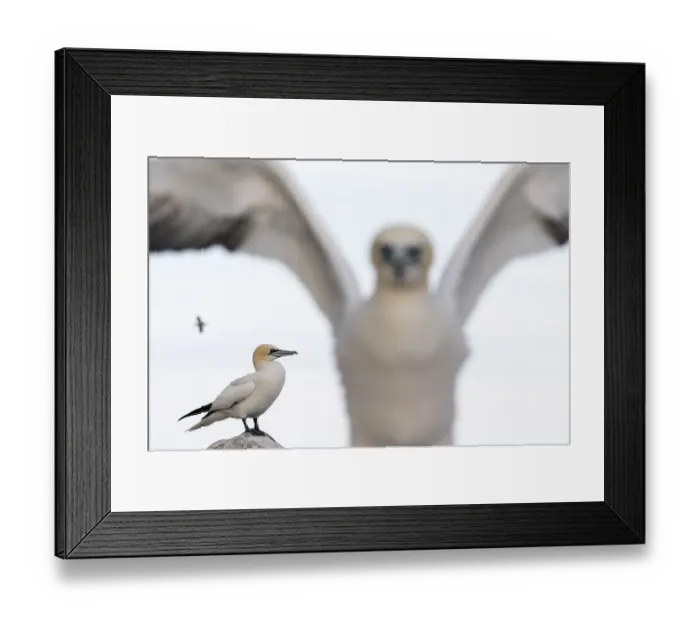 Framed Print : Gannet (Morus bassanus) nearest out of focus, Great Saltee, Saltee Islands, County Wexford Framed Print : Gannet (Morus bassanus) nearest out of focus, Great Saltee, Saltee Islands, County Wexford