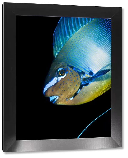 Bignose unicornfish (Naso vlamingii) profile of male displaying (the blue stripe