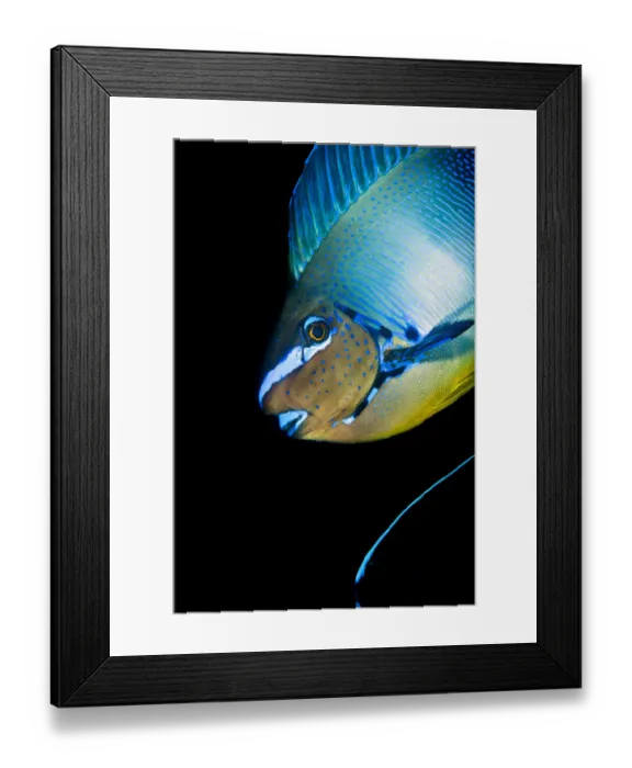 Framed Print : Bignose unicornfish (Naso vlamingii) profile of male displaying (the blue stripe Framed Print : Bignose unicornfish (Naso vlamingii) profile of male displaying (the blue stripe
