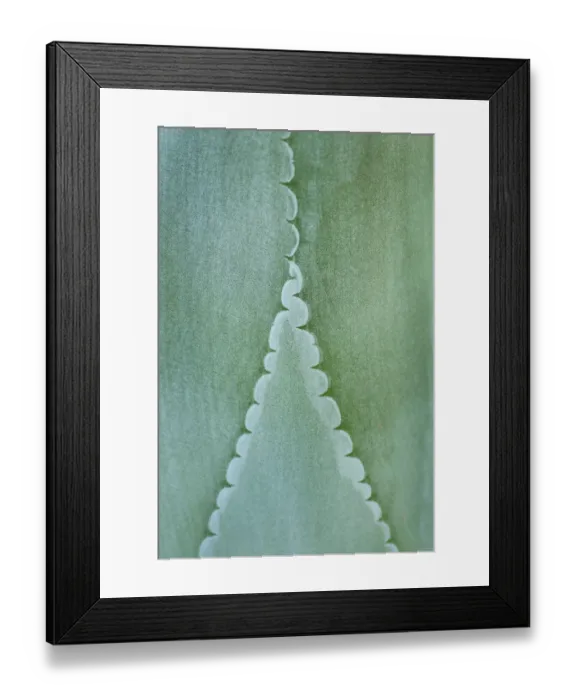 Framed Print : Agave (Agave felgeri) leaves, close up. Endemic plant to Mexico Framed Print : Agave (Agave felgeri) leaves, close up. Endemic plant to Mexico
