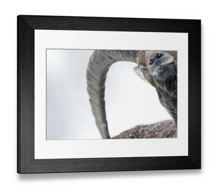 Framed Print : Alpine ibex (Capra ibex) close-up crop head portrait of an adult male, Gran Paradiso National Park Framed Print : Alpine ibex (Capra ibex) close-up crop head portrait of an adult male, Gran Paradiso National Park