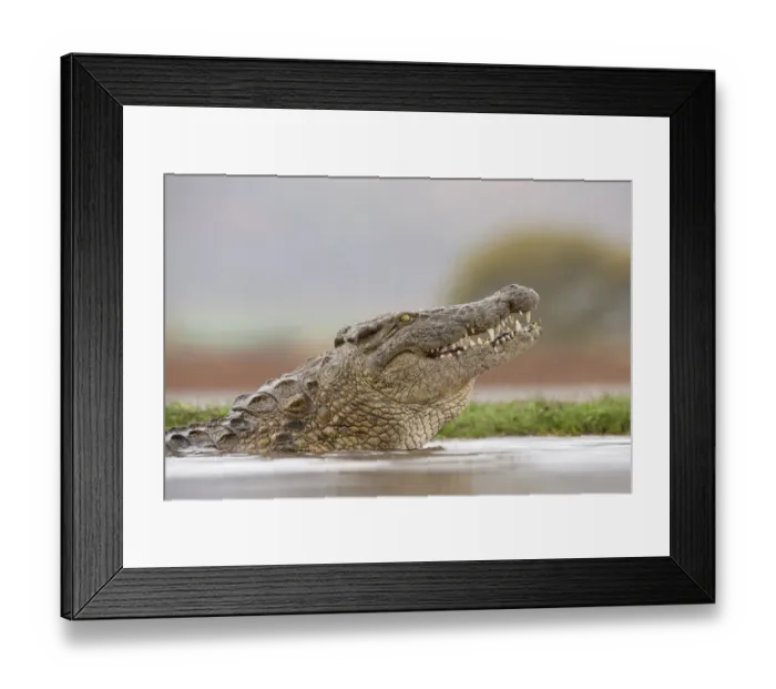 Framed Print : Nile crocodile (Crocodylus niloticus). Zimanga Private Game Reserve, KwaZulu-Natal, South Africa Framed Print : Nile crocodile (Crocodylus niloticus). Zimanga Private Game Reserve, KwaZulu-Natal, South Africa