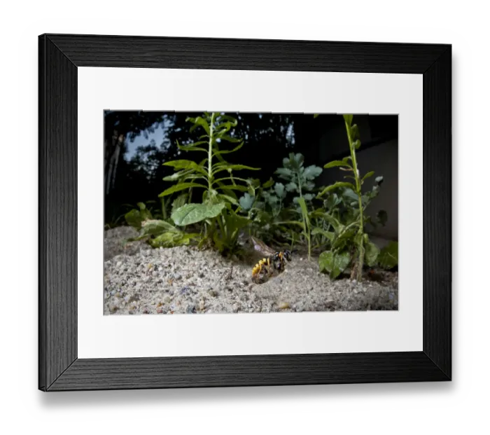 Framed Print : European beewolf (Philanthus triangulum) flying, carrying paralysed bee to nest, Budapest, Hungary Framed Print : European beewolf (Philanthus triangulum) flying, carrying paralysed bee to nest, Budapest, Hungary