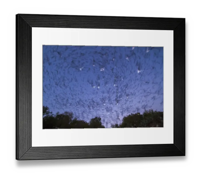 Framed Print : Emergence of Mexican free-tailed bats (Tadarida brasiliensis) from Bracken Cave, Texas Framed Print : Emergence of Mexican free-tailed bats (Tadarida brasiliensis) from Bracken Cave, Texas