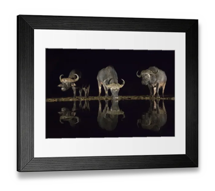 Framed Print : Cape buffalo (Syncerus caffer) drinking at waterhole at night, Zimanga Private Game Reserve Framed Print : Cape buffalo (Syncerus caffer) drinking at waterhole at night, Zimanga Private Game Reserve