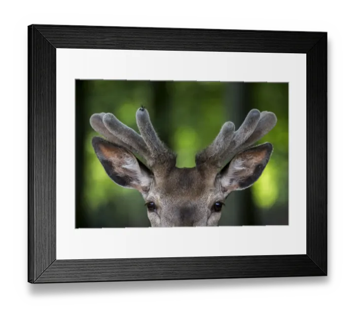 Framed Print : Close up of Red deer stag (Cervus elaphus) with antlers covered in velvet in spring Framed Print : Close up of Red deer stag (Cervus elaphus) with antlers covered in velvet in spring