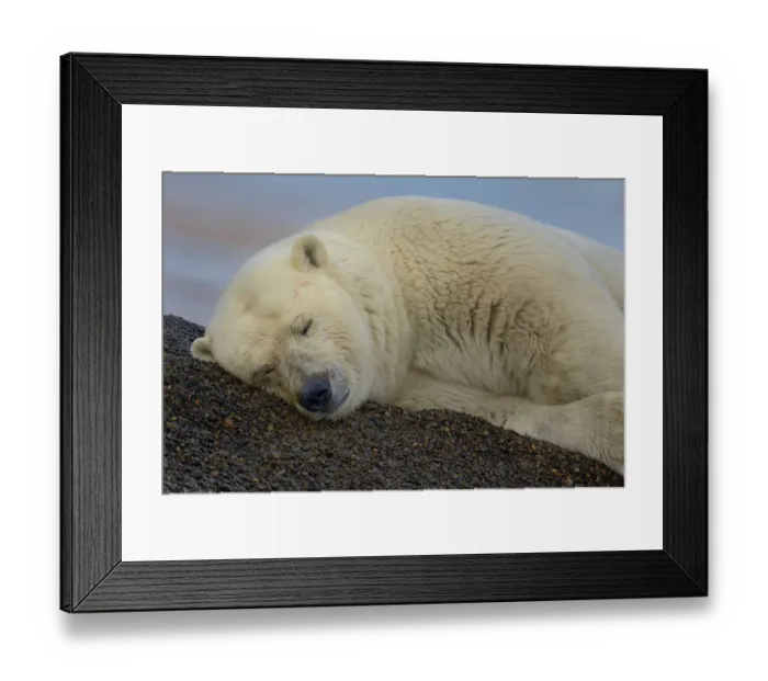 Framed Print : Polar bear (Ursus maritimus) resting on sand, Kaktovik, Alaska, USA, September