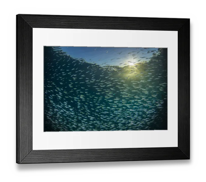 Framed Print : Silversides (Atherinomorus lacunosus) school just below surface in evening light
