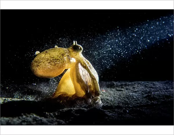 Coconut  /  Veined octopus (Amphioctopus marginatus) hunts in the sand at night, while