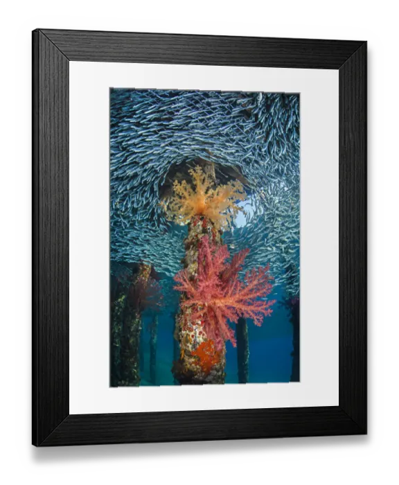Framed Print : Soft corals (Dendronephthya hemprichi) growing in very shallow water in the shade Framed Print : Soft corals (Dendronephthya hemprichi) growing in very shallow water in the shade