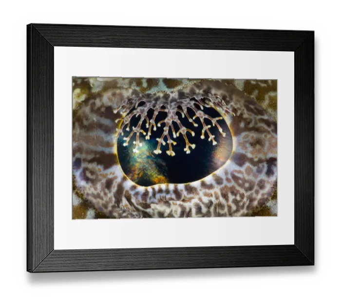 Framed Print : Crocodilefish (Cymbacephalus beauforti) close up detail of the retractable eye-lashes Framed Print : Crocodilefish (Cymbacephalus beauforti) close up detail of the retractable eye-lashes