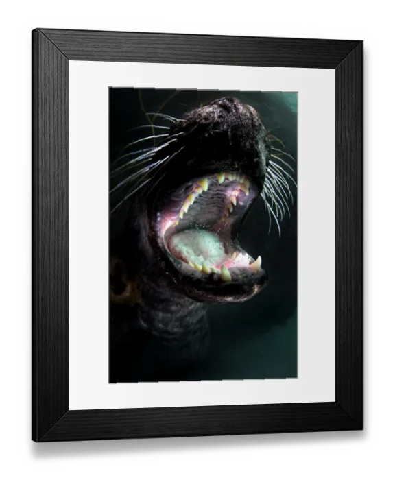 Framed Print : Grey seal (Halichoerus grypus) young male plays and gapes, showing his teeth. Lundy Island Framed Print : Grey seal (Halichoerus grypus) young male plays and gapes, showing his teeth. Lundy Island