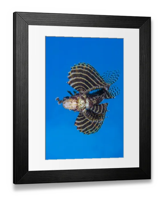 Framed Print : Dwarf lionfish (Dendrochirus brachypterus) opens its awingsa (in fact enlarged pectoral Framed Print : Dwarf lionfish (Dendrochirus brachypterus) opens its awingsa (in fact enlarged pectoral