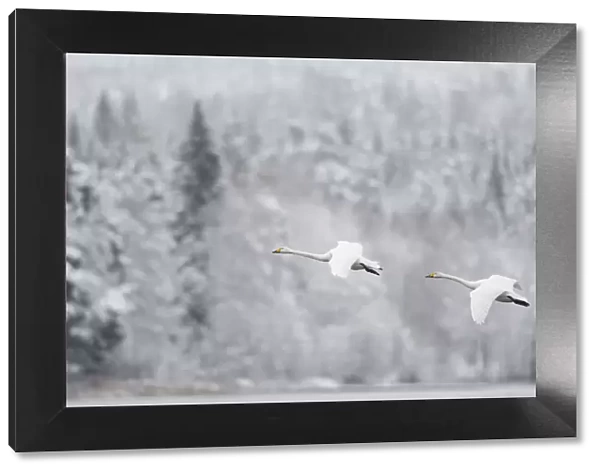 Whooper swan (Cygnus cygnus) pair in flight in snowy landscape, Finland, November