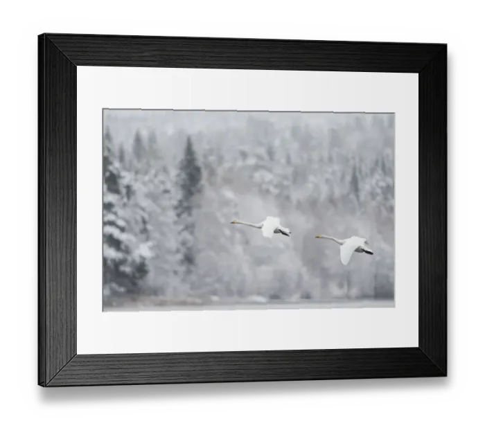 Framed Print : Whooper swan (Cygnus cygnus) pair in flight in snowy landscape, Finland, November Framed Print : Whooper swan (Cygnus cygnus) pair in flight in snowy landscape, Finland, November
