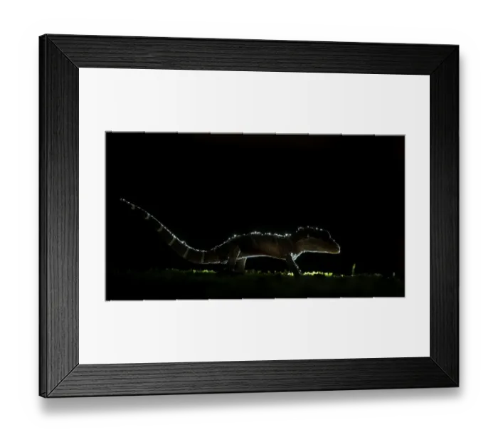Framed Print : Deccan ground gecko (Cyrtodactylus albofasciatus) on forest floor, backlit with water droplets Framed Print : Deccan ground gecko (Cyrtodactylus albofasciatus) on forest floor, backlit with water droplets