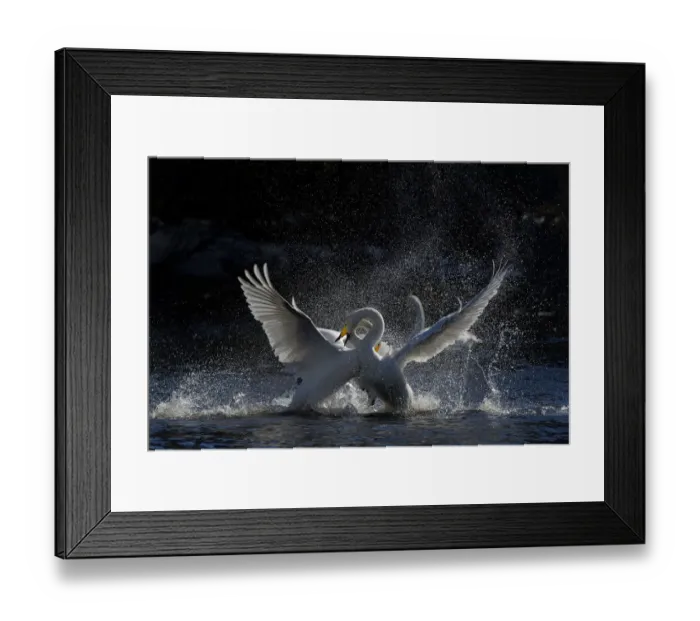 Framed Print : Whooper swans (Cygnus cygnus) fighting, Finland, April Framed Print : Whooper swans (Cygnus cygnus) fighting, Finland, April