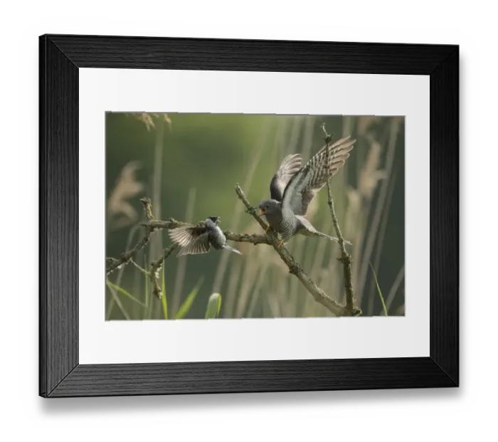 Framed Print : Common reed bunting (Emberiza schoeniclus) attacking Common cuckoo (Cuculus canorus) Framed Print : Common reed bunting (Emberiza schoeniclus) attacking Common cuckoo (Cuculus canorus)